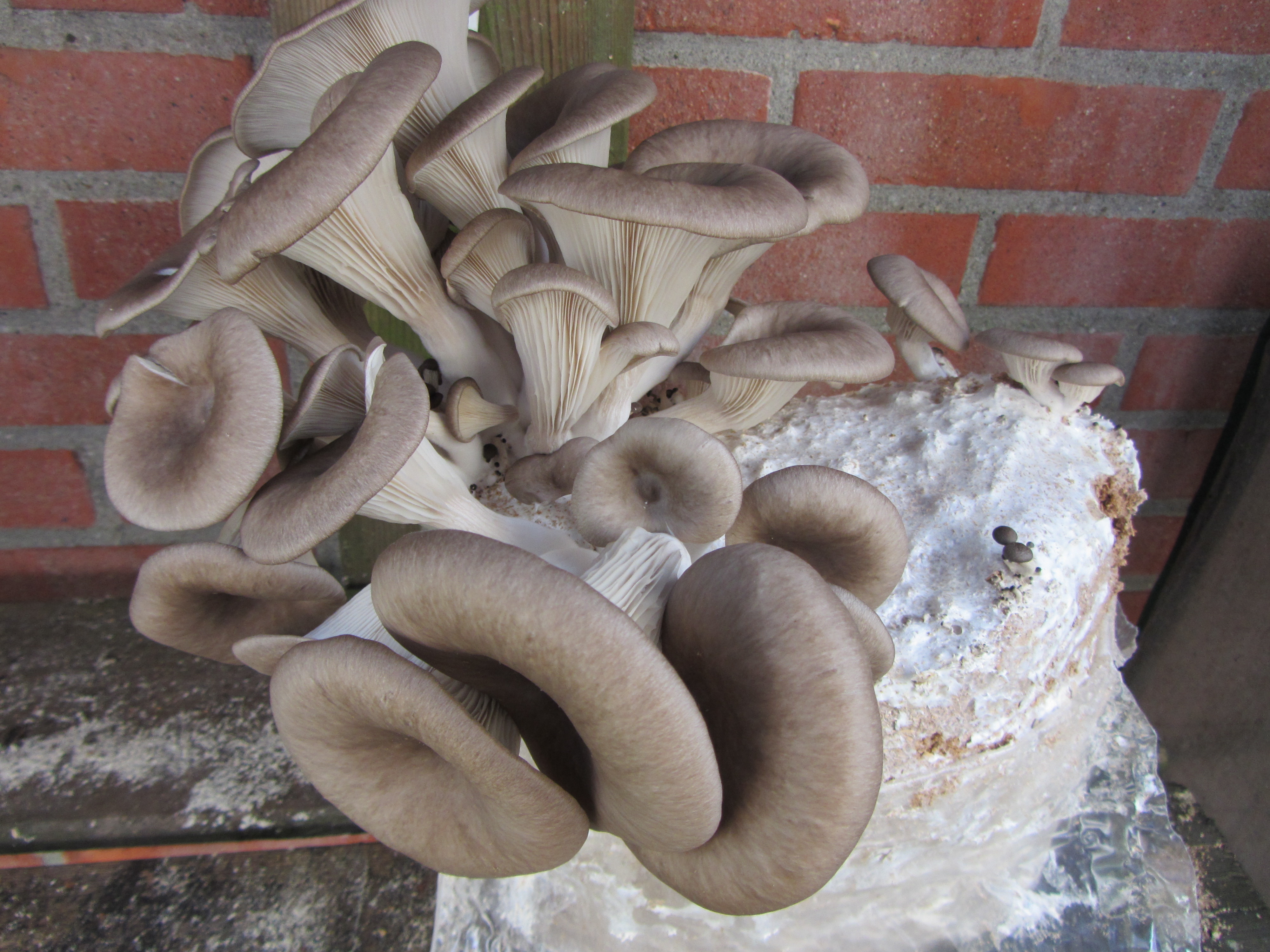 tree oyster mushroom on sawdust 
